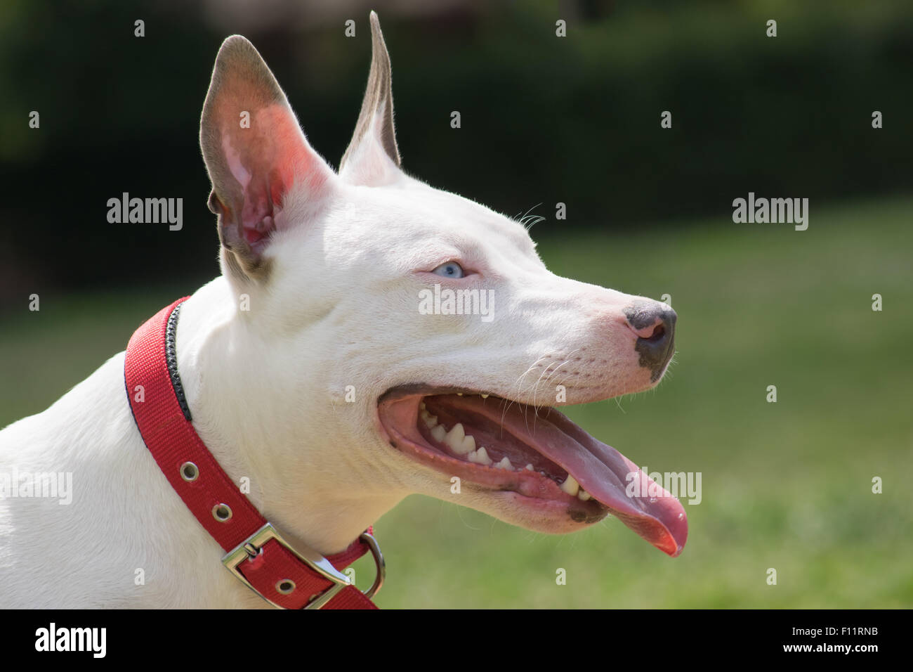 Amerikanische Grube Stier Terrier Porträt. Stockfoto