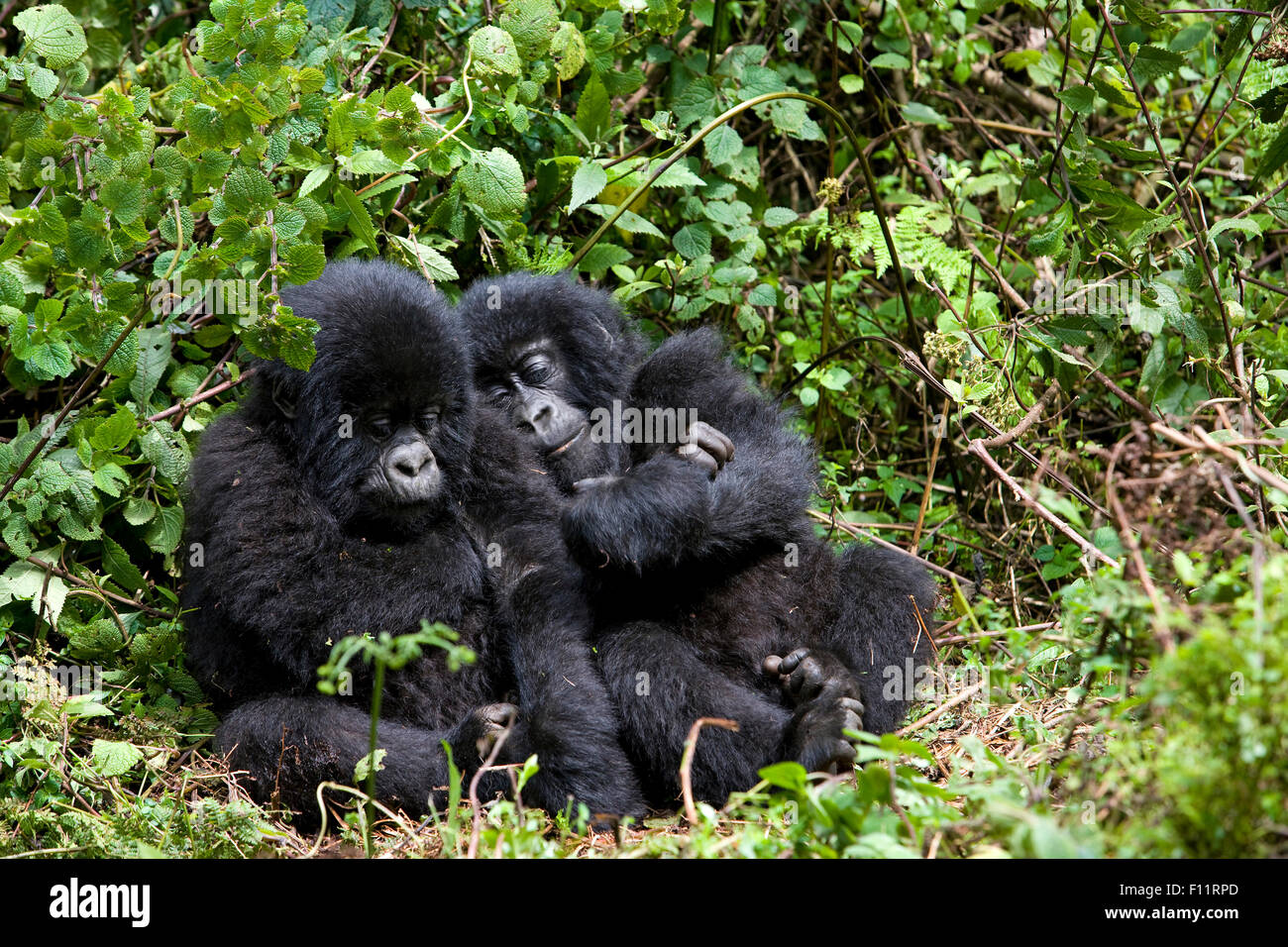 Mountain Gorilla (Gorilla Beringei Beringei) zwei müde Babys sitzen den Boden Volcanoes-Nationalpark, Ruanda Stockfoto