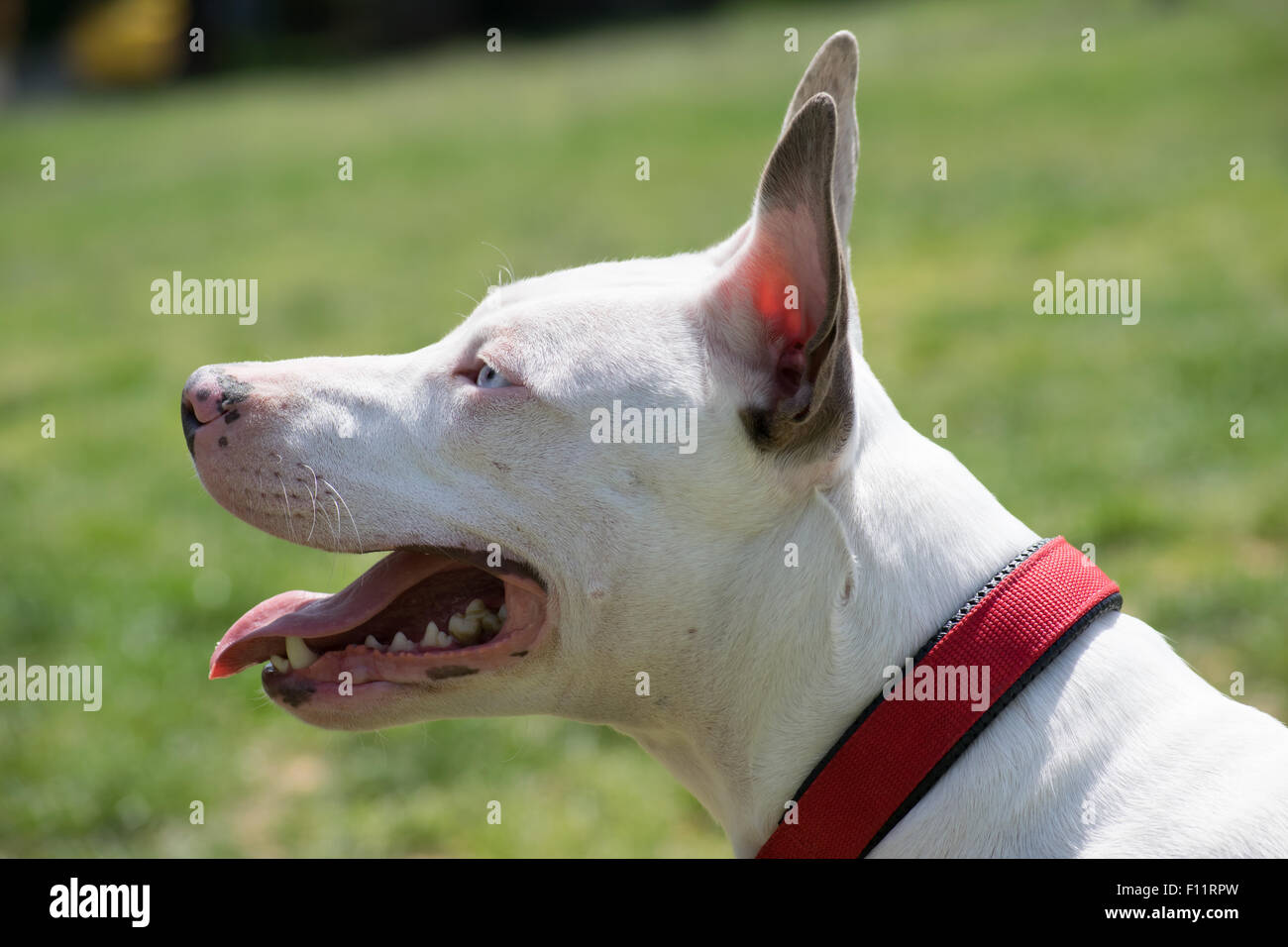 Portrait über eine weiße amerikanische Grube Stier Terrier mit blauen Augen. Stockfoto
