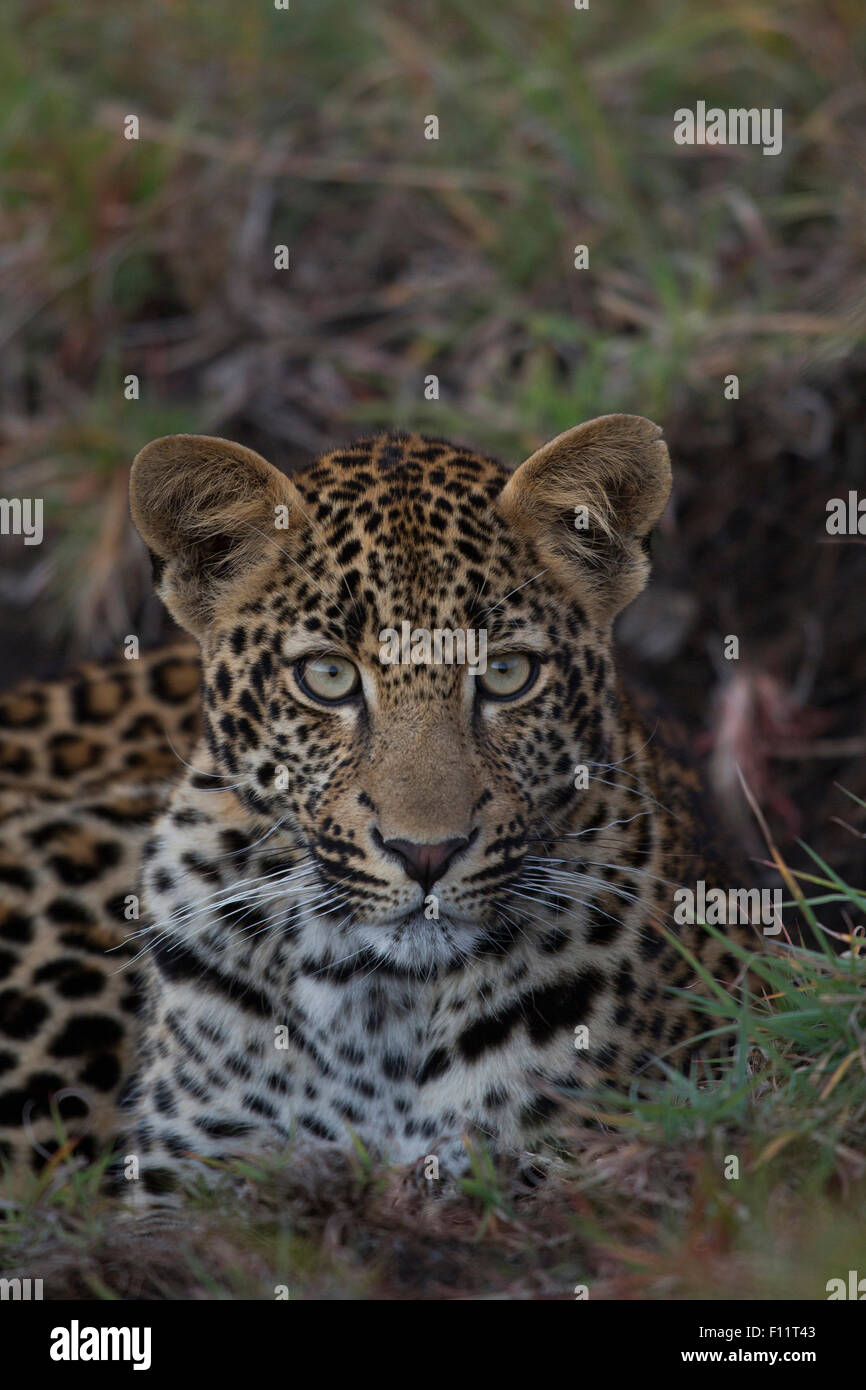 Afrikanischer Leopard (Panthera Pardus) Porträt juvenile Sabi Sand, Südafrika Stockfoto