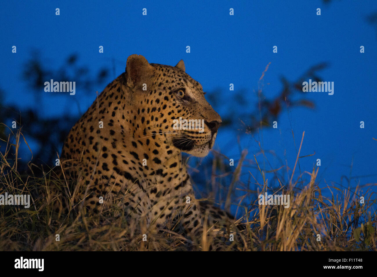 Afrikanischer Leopard (Panthera Pardus) Erwachsenen liegen in der Nacht Sabi Sand, Südafrika Stockfoto
