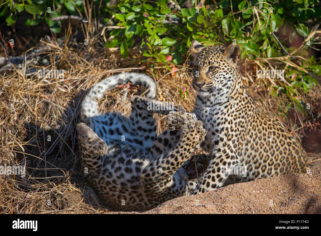 Afrikanischer Leopard (Panthera Pardus) zwei Jungen spielen Sabi Sand, Südafrika Stockfoto