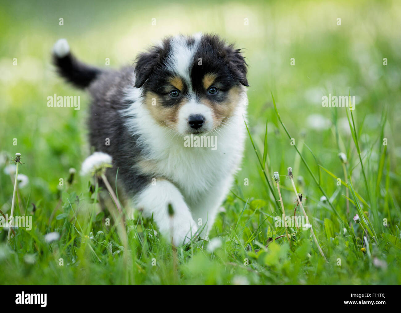 Australischer Schäferhund. Ein Welpe läuft auf einer Wiese. Stockfoto