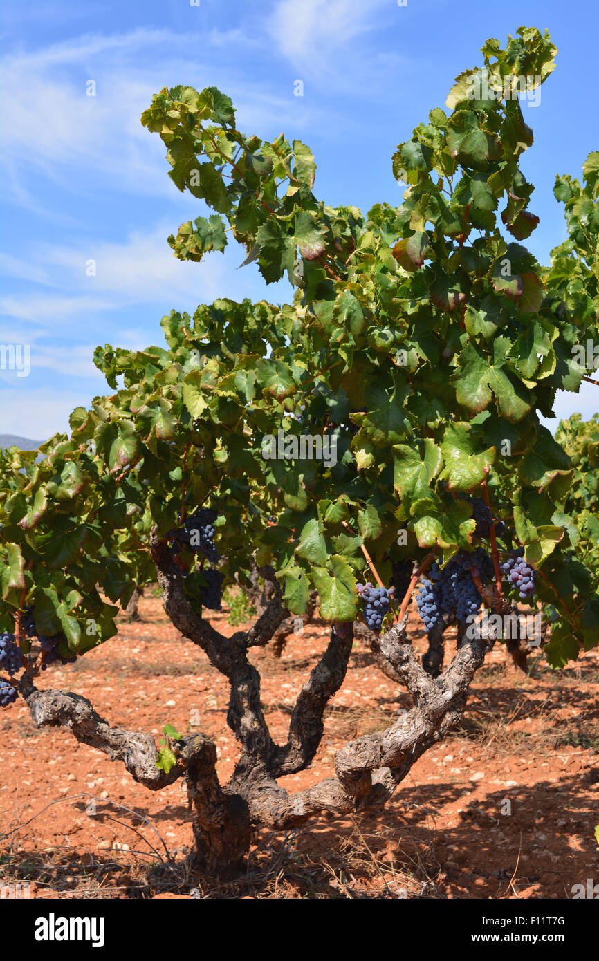 Trauben am Rebstock. Spanien Stockfoto
