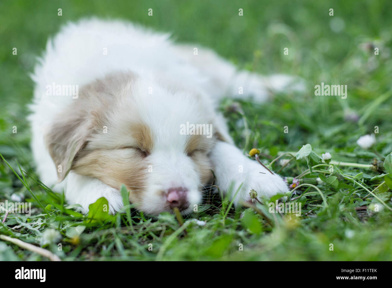 Australian Shepherd Welpen schlafen Wiese Stockfoto