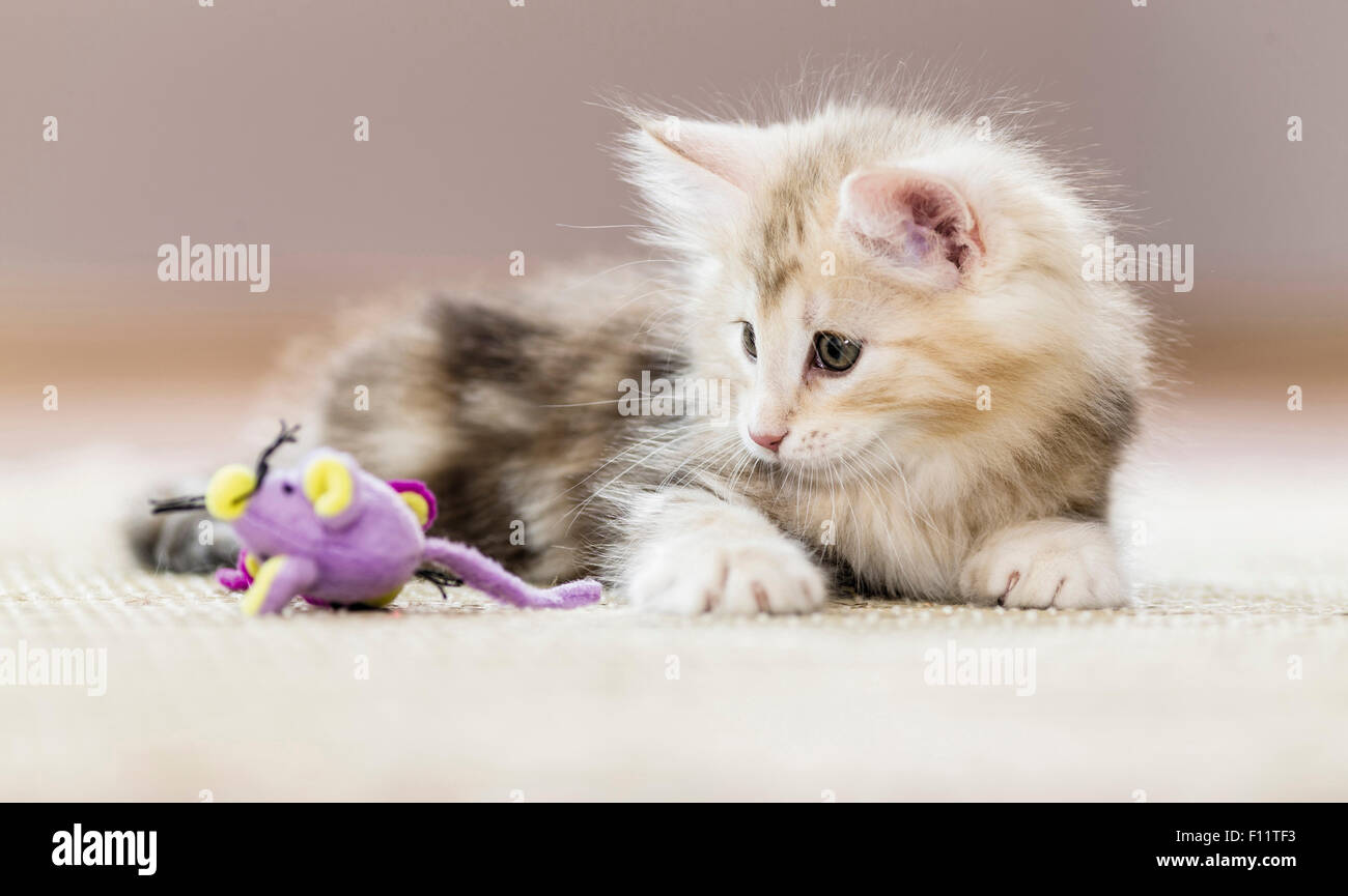 Norwegian Forest Cat. Kätzchen spielen mit einem Spielzeug Maus Stockfoto