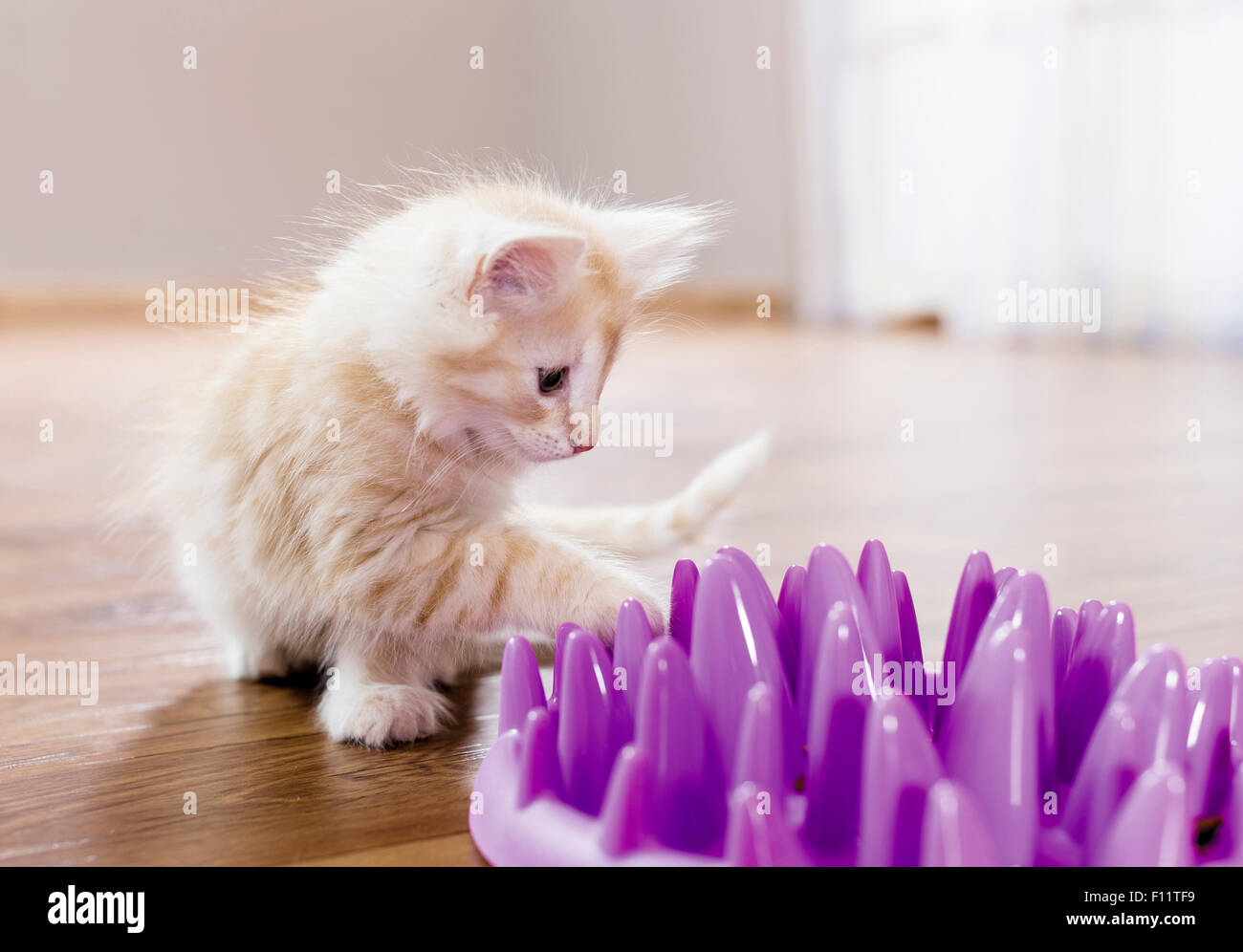 Norwegische Wald Katze Kätzchen versuchen Abendessen raus aus Schüssel abgerundete Spitzen sie langsamer Essen und auch viel Spaß haben, Stockfoto