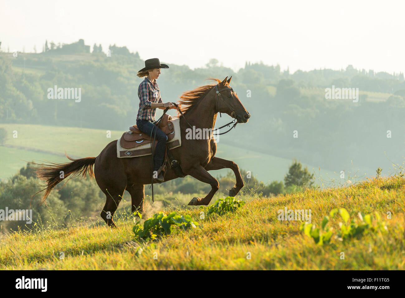 American Quarter Horse Reiter im Galopp Fuchswallach Toskana, Italien Stockfoto