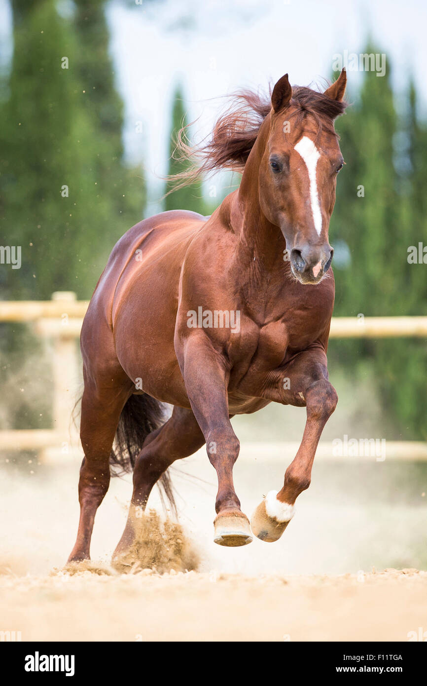 American Quarter Horse Sauerampfer Hengst im Galopp staubigen Fahrerlager Toskana, Italien Stockfoto
