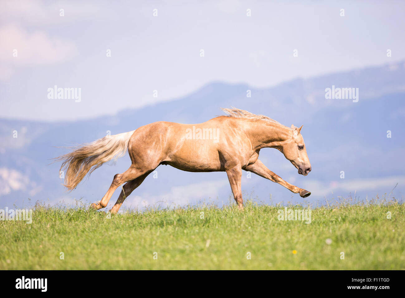 American Quarter Horse Palomino Wallach im Galopp Wiese der Schweiz Stockfoto