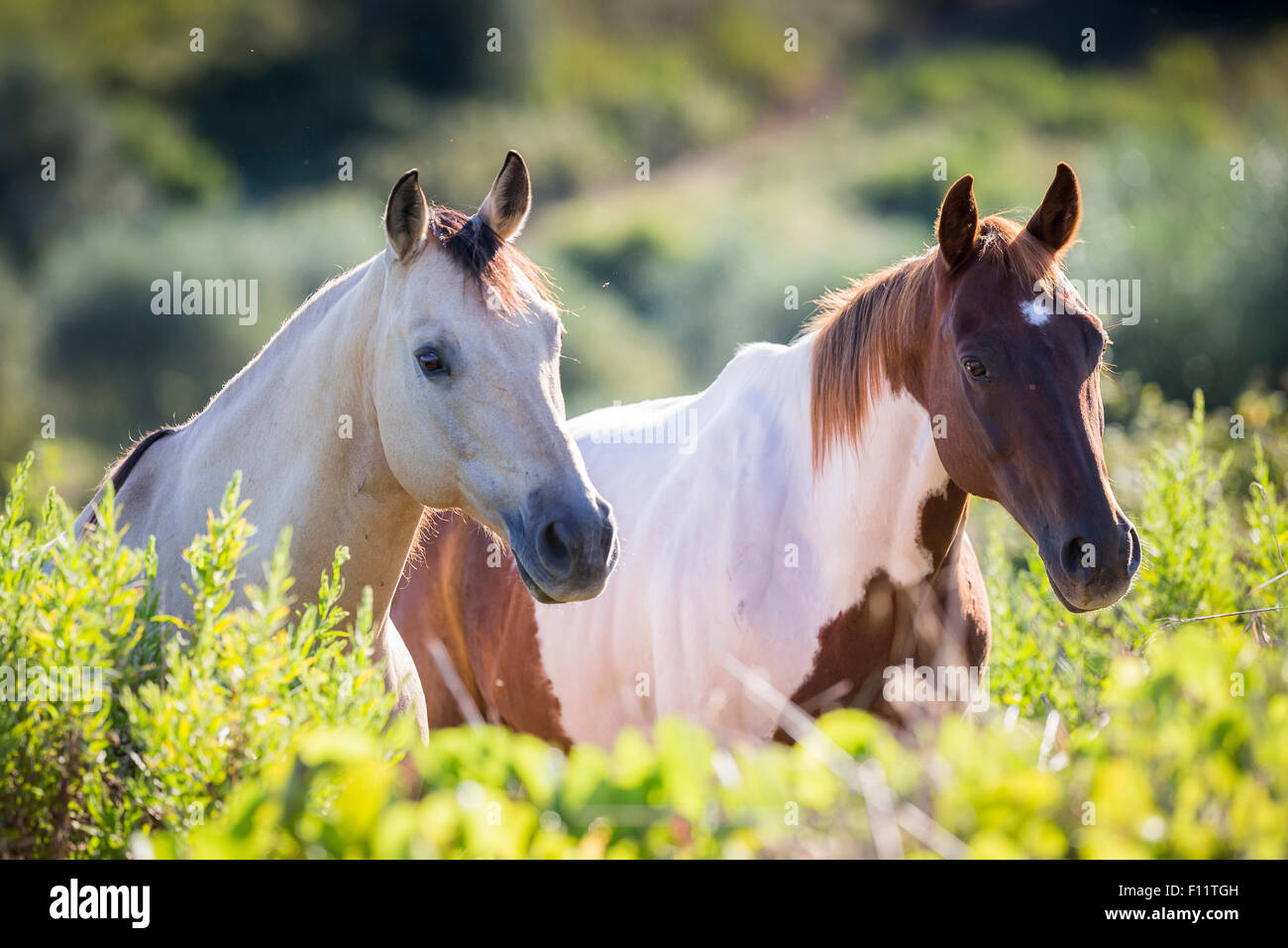 American Quarter Horse and Paint Horse mit Blick auf Sträucher, Toskana, Italien Stockfoto