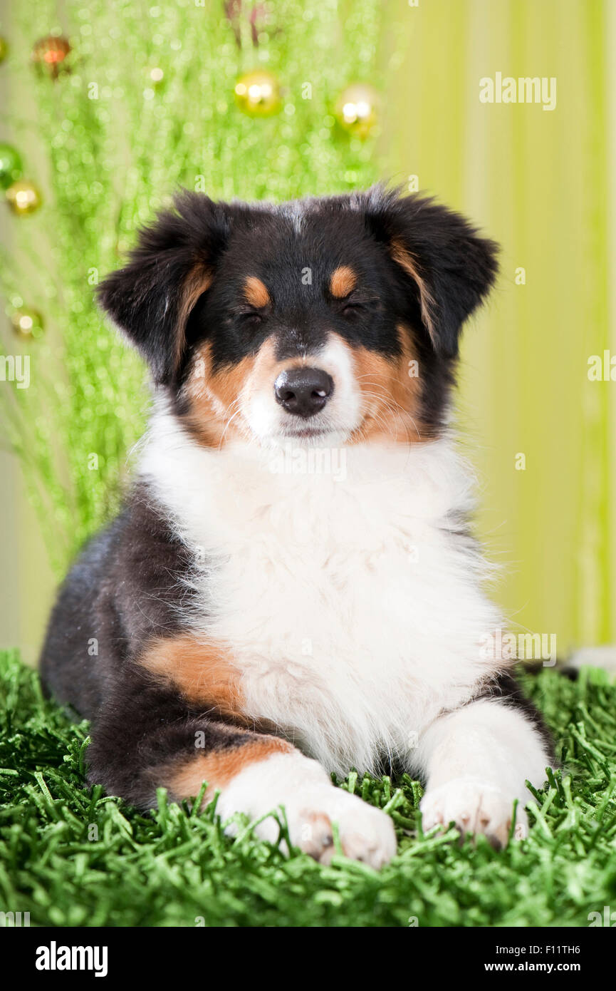 Australian Shepherd Welpe liegend grünen Teppich, schloss die Augen Stockfoto Australian Shepherd Welpe liegend grünen Teppich, schloss die Augen Stockfoto