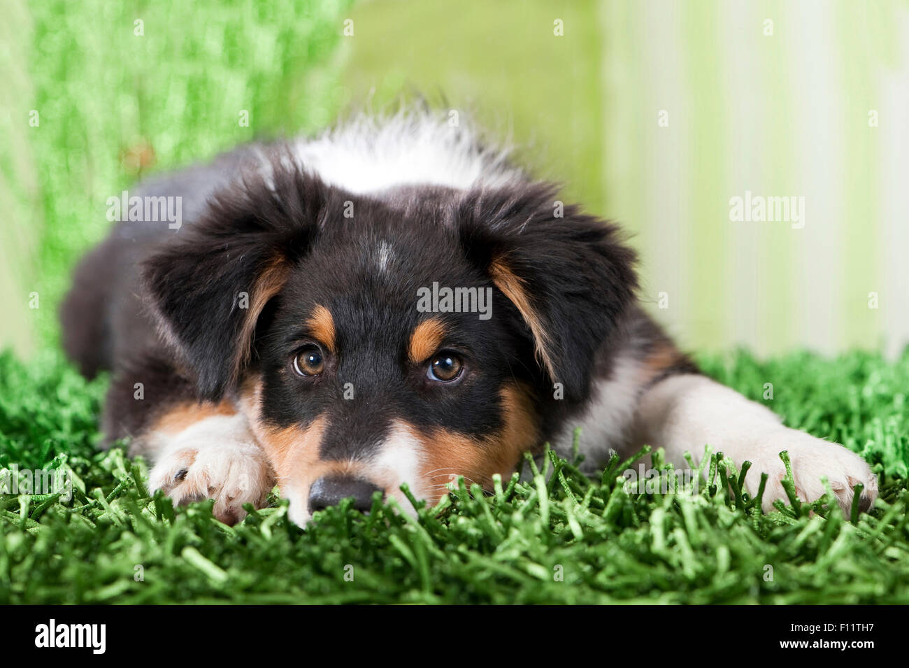 Australian Shepherd Welpe liegend grünen Teppich Stockfoto Australian Shepherd Welpe liegend grünen Teppich Stockfoto