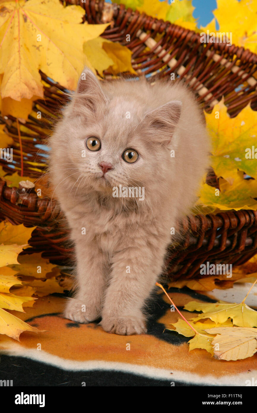 British Longhair Kitten Wicker Korb und Blätter im Herbst Farben Stockfoto