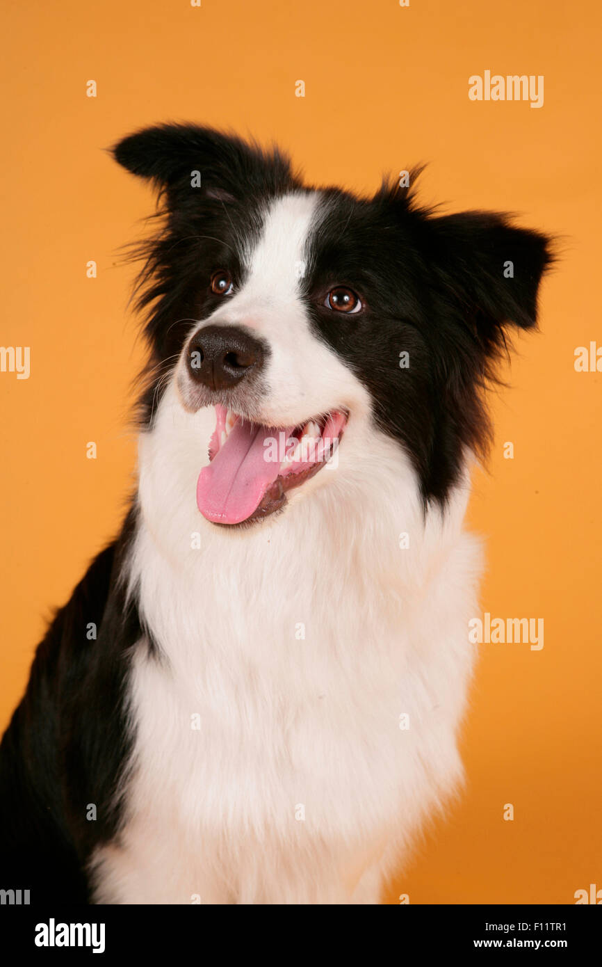 Border Collie schwarz-weiß-Erwachsene Studio Porträtbild vor gelbem Hintergrund Stockfoto