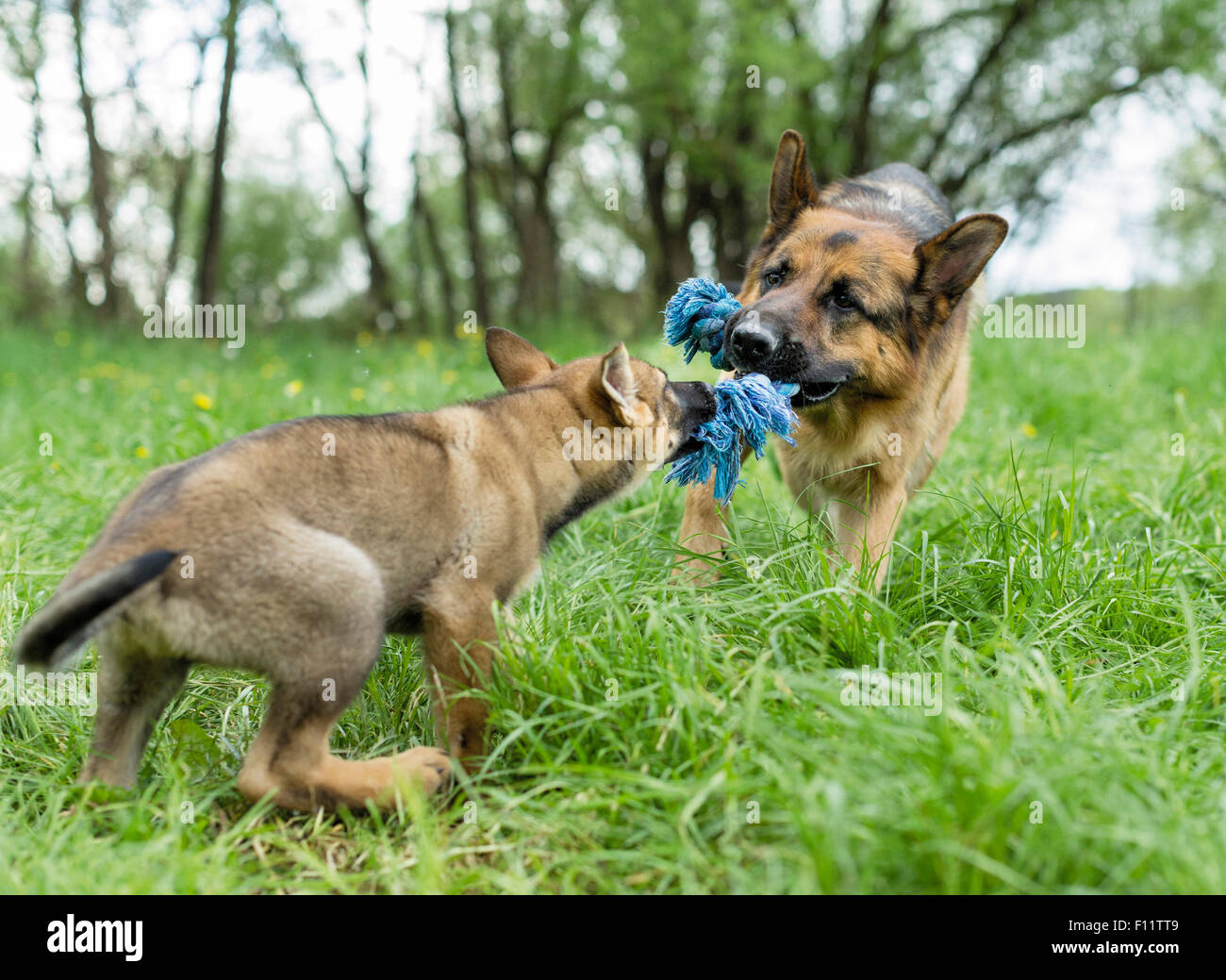 Deutscher Schäferhund, elsässische Welpen und Erwachsenen Hund ziehen gegenüberliegenden Enden Spielzeug Stockfoto