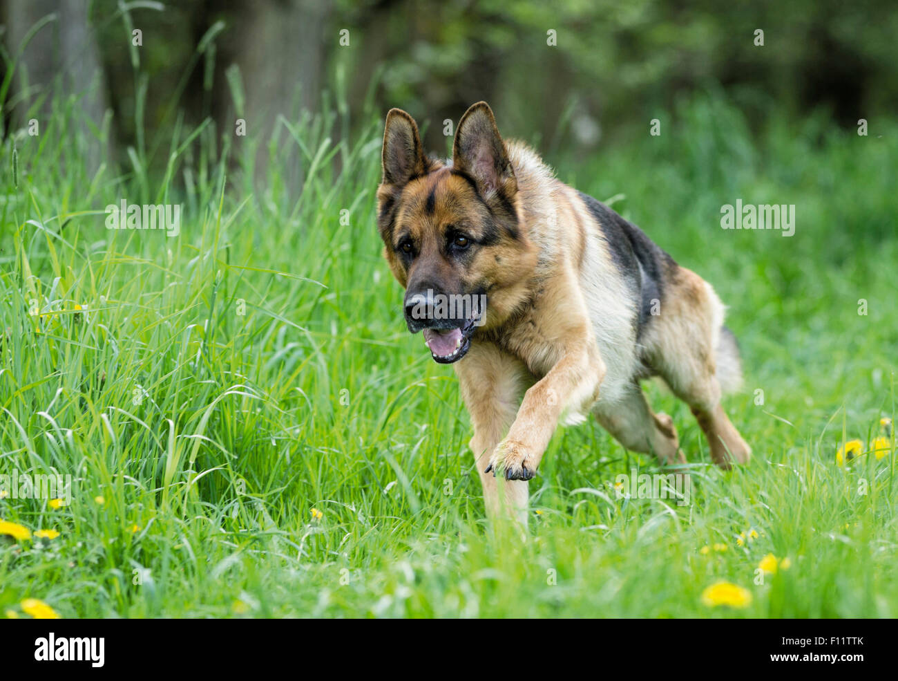 Deutscher Schäferhund, elsässische Erwachsener Hund laufen Wiese Stockfoto