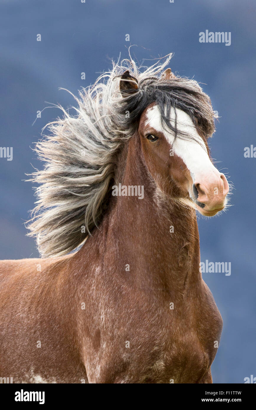 Clydesdale Horse Portrait Junghengst Neuseeland Stockfoto