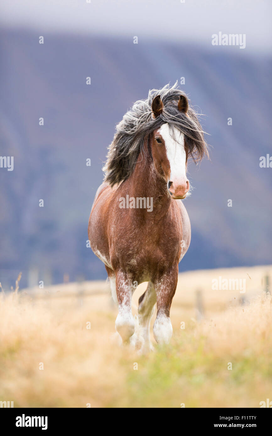 Clydesdale Horse jungen Hengst stehende Weide Neuseeland Stockfoto