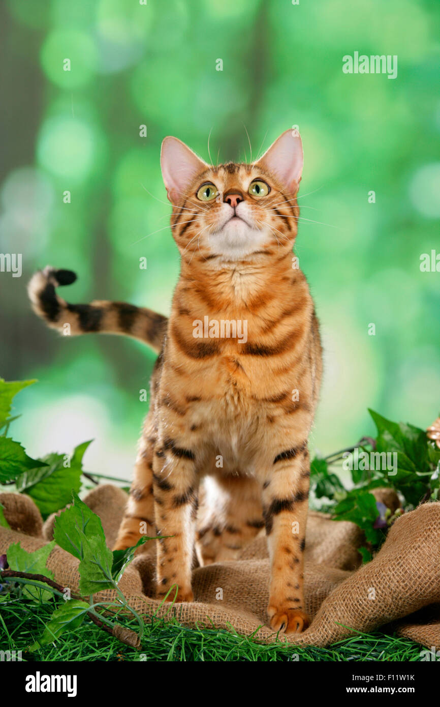 Bengal-Katze stehend Decke Rasen beim Nachschlagen Stockfoto