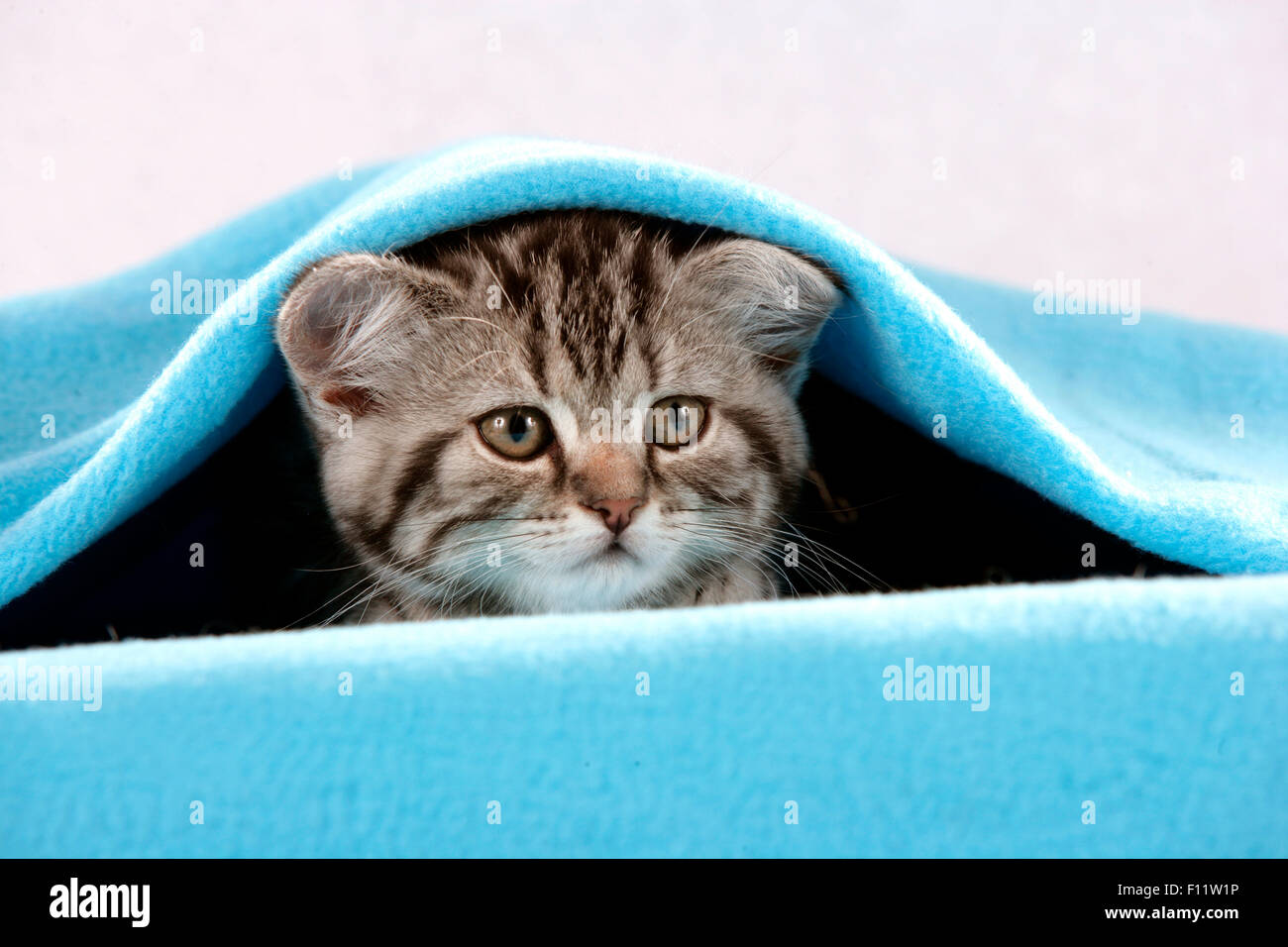 British Kurzhaar Kätzchen unter blaue Decke Studio Bild Stockfoto