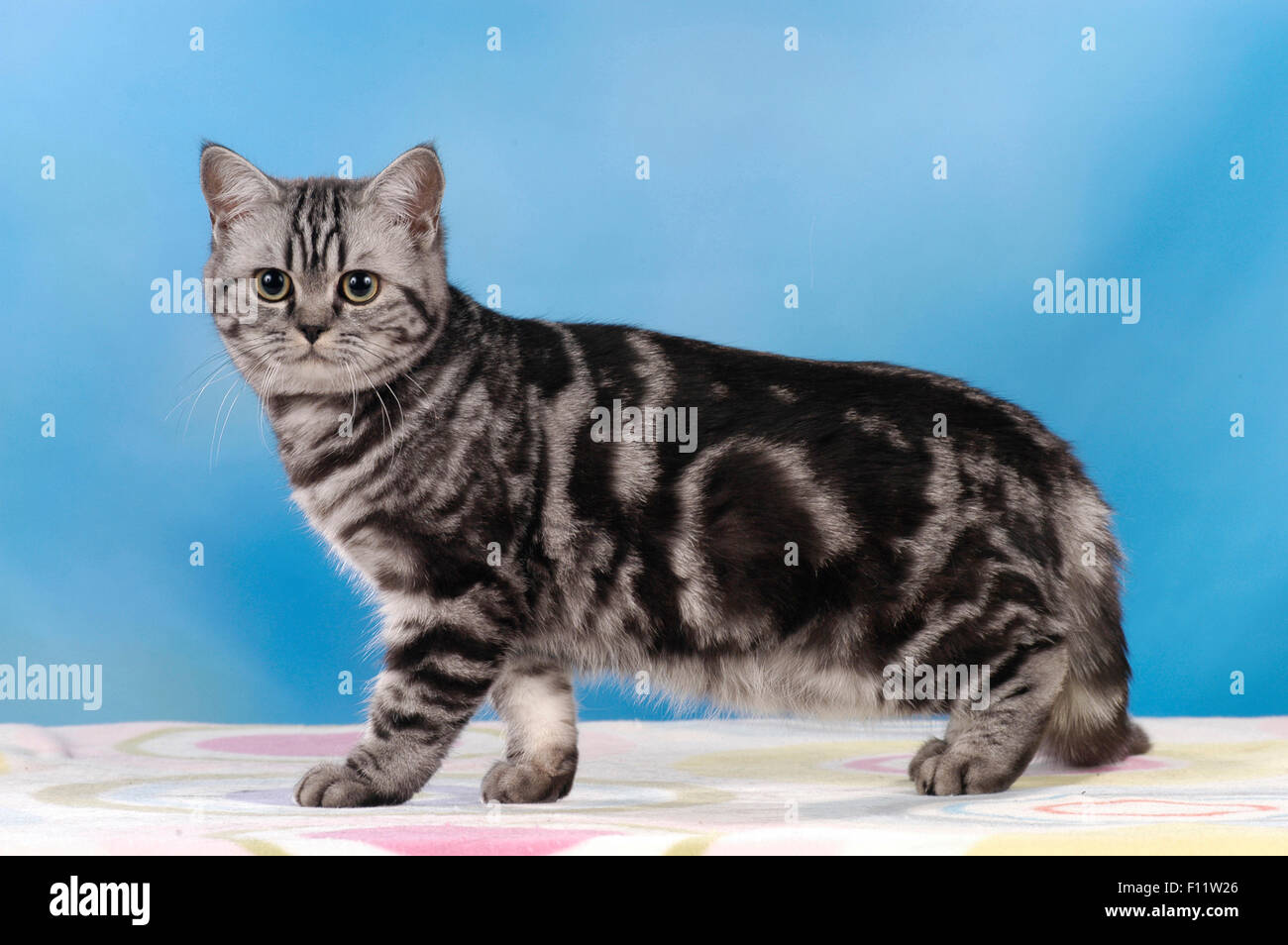 Katze auf der seite -Fotos und -Bildmaterial in hoher Auflösung – Alamy