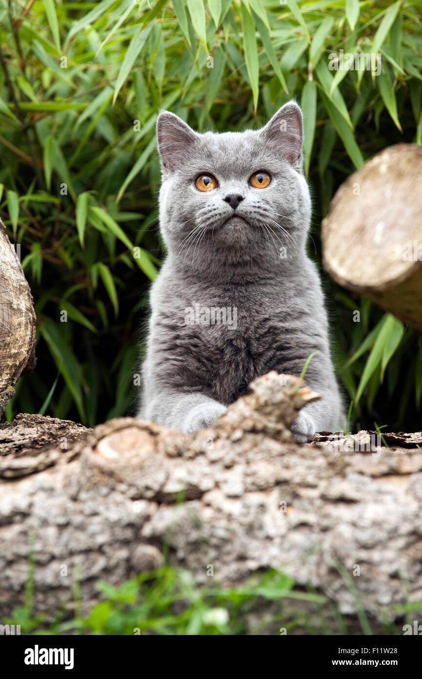 Britisch Kurzhaar Katze British Blue Erwachsenen hinter Log Garten Stockfoto