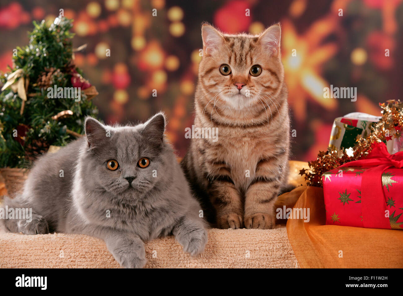 British Kurzhaar zwei Katzen-Weihnachtsdekoration Stockfoto