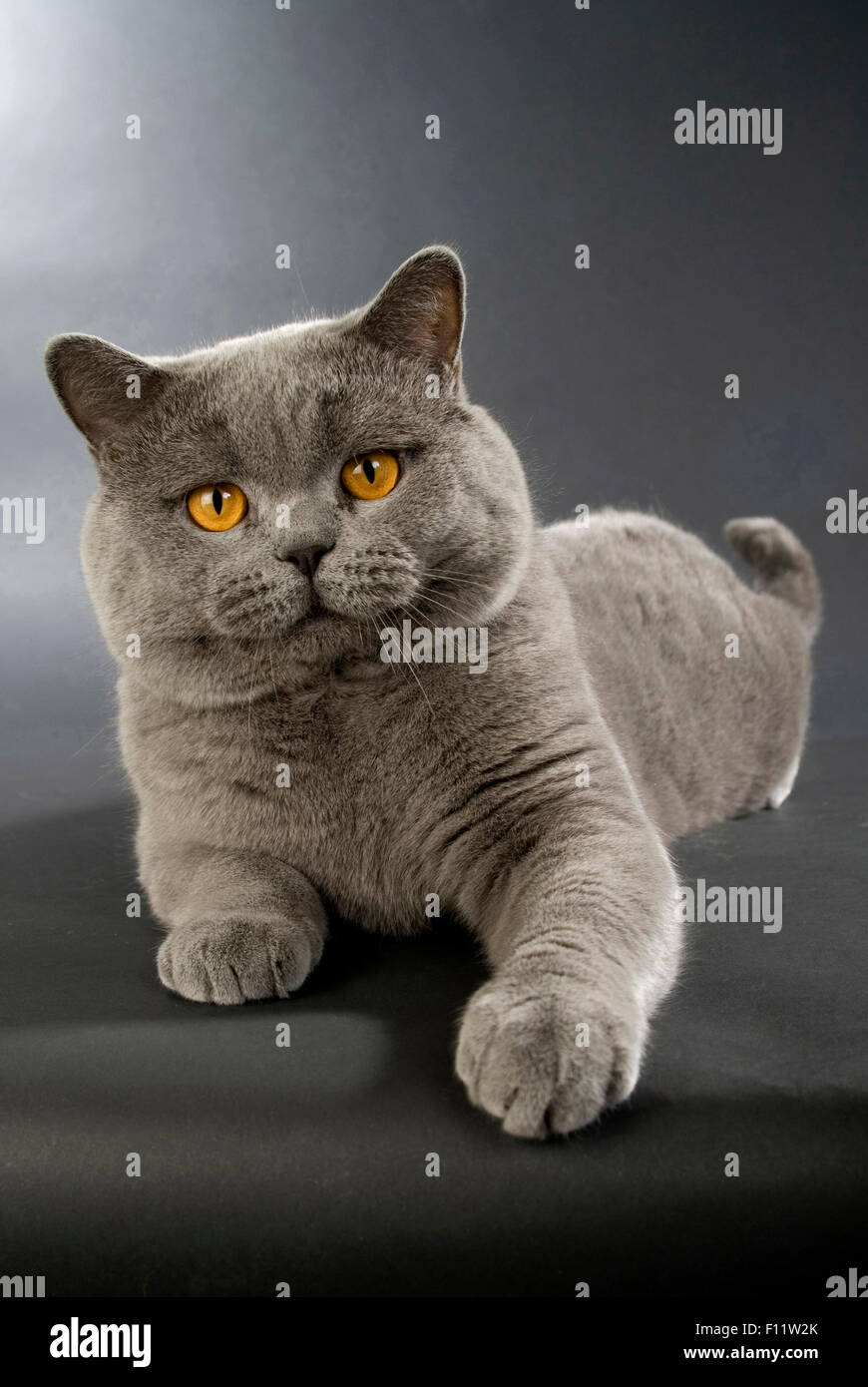 Britisch Kurzhaar Katze British Blue Erwachsenen liegenden Studio Bild auf schwarzem Hintergrund Stockfoto