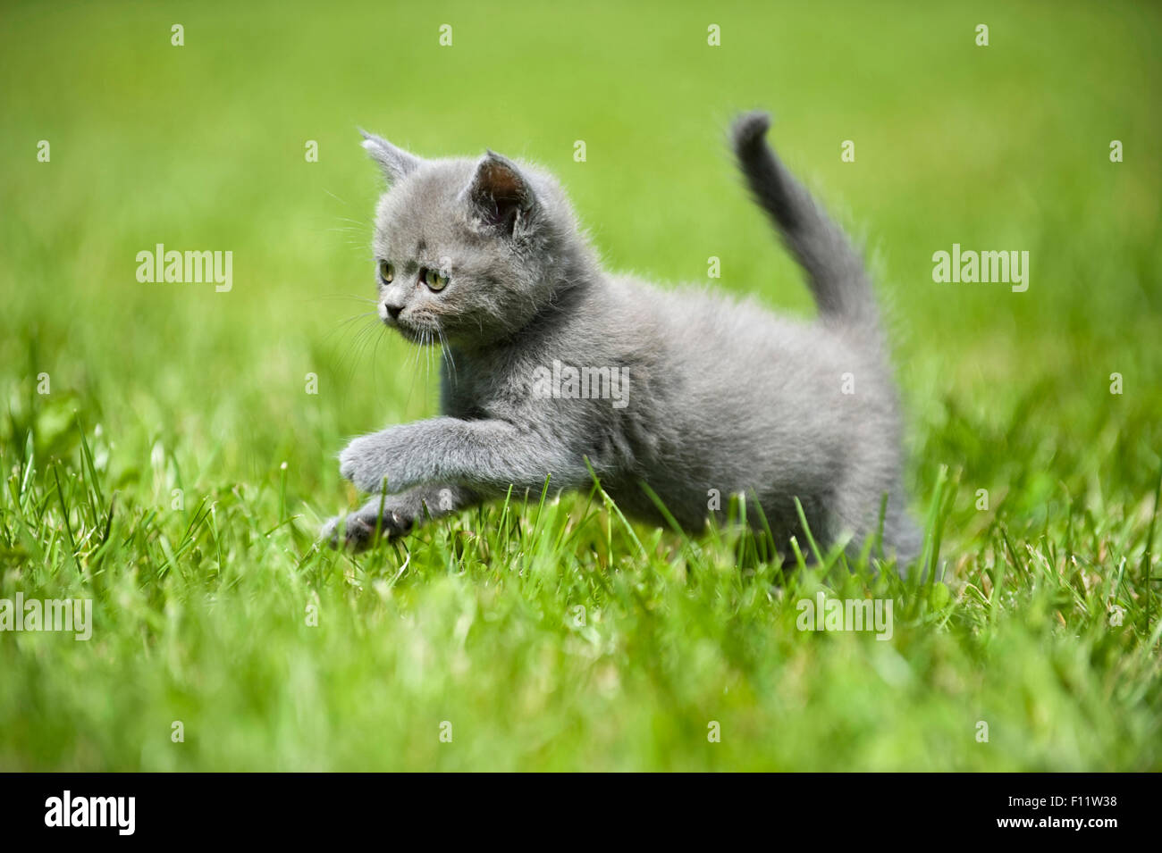 Britisch Kurzhaar Katze British Blue Kitten laufen Rasen Stockfoto