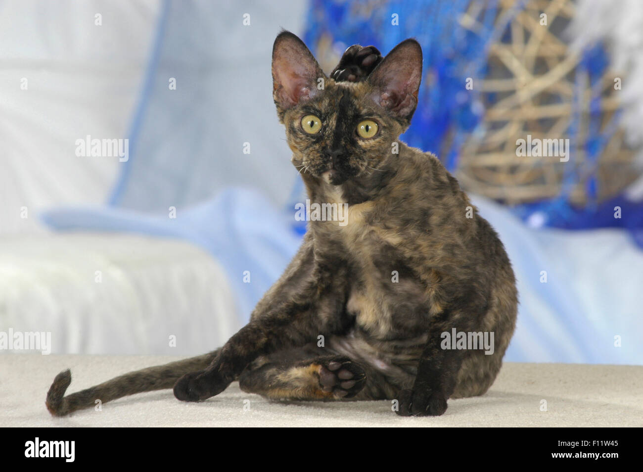 Devon Rex Kitten sitzend und Pflege selbst Studio Bild Stockfoto