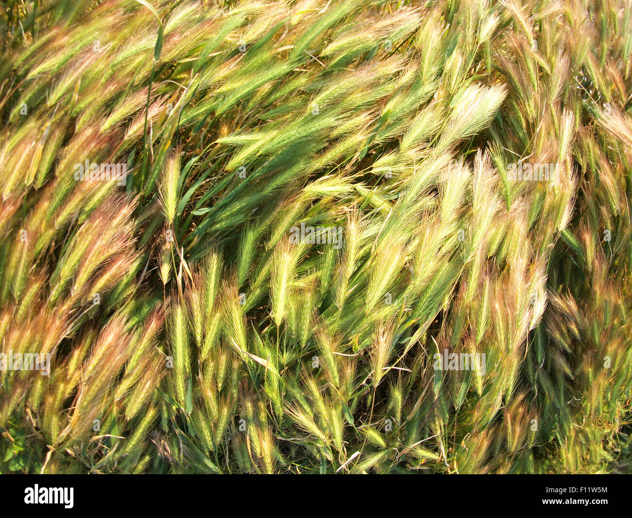 Draufsicht auf das trockene Gras des Rasens mit Weitwinkel Verzerrung Stockfoto