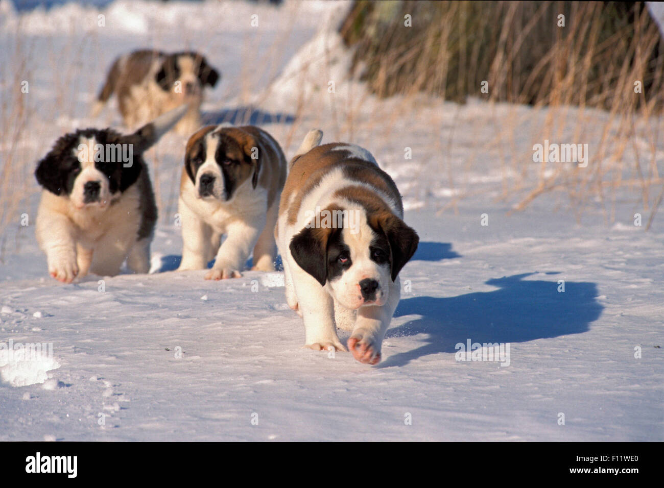 Bernhardiner Hund zwei Welpen zu Fuß Schnee Stockfoto