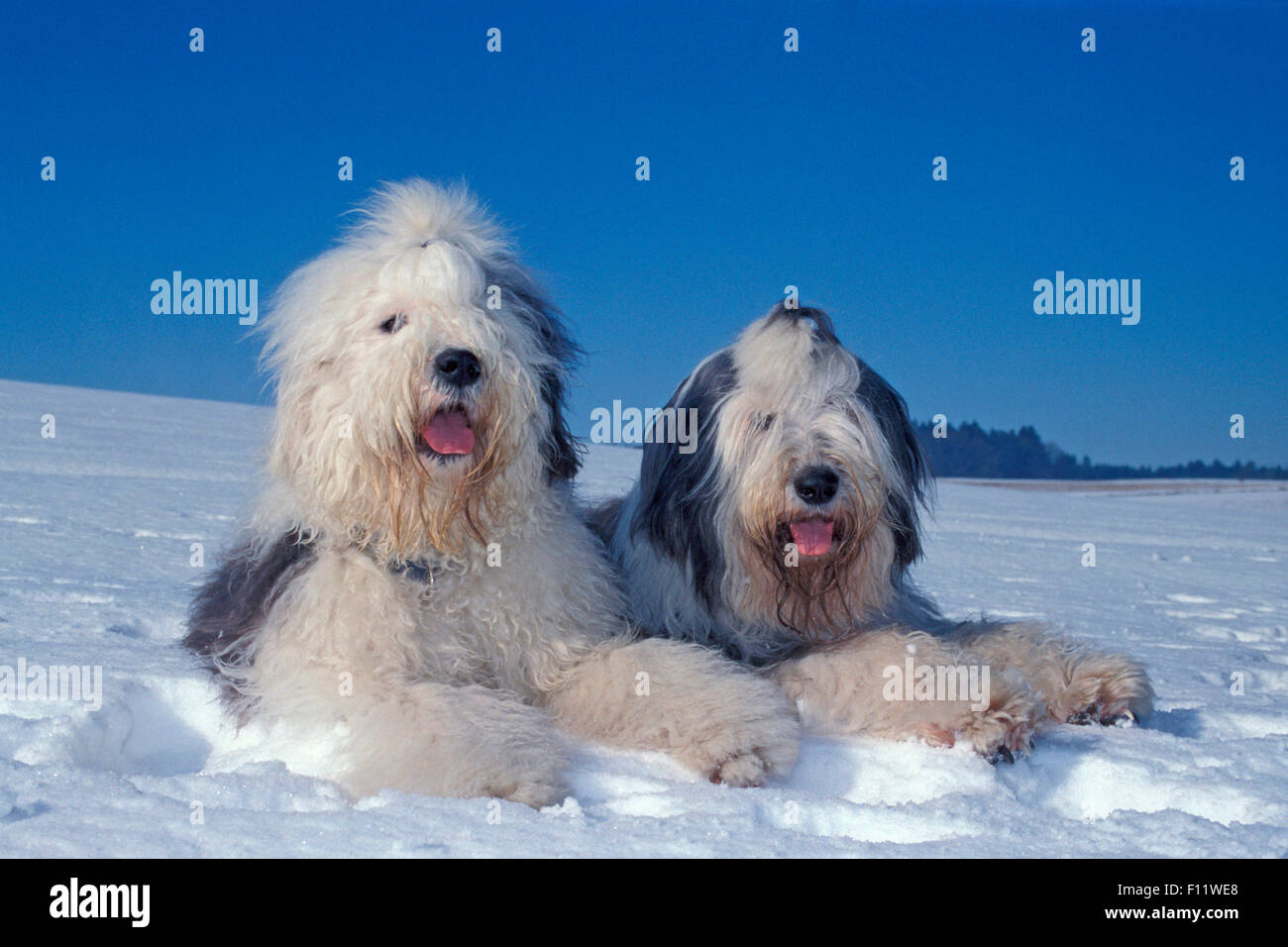 Old English Sheepdog zwei Erwachsene liegenden Schnee Stockfoto