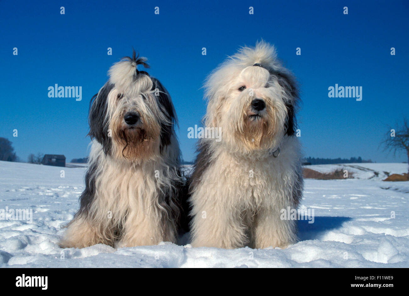 Old English Sheepdog zwei Erwachsene sitzen Schnee Stockfoto