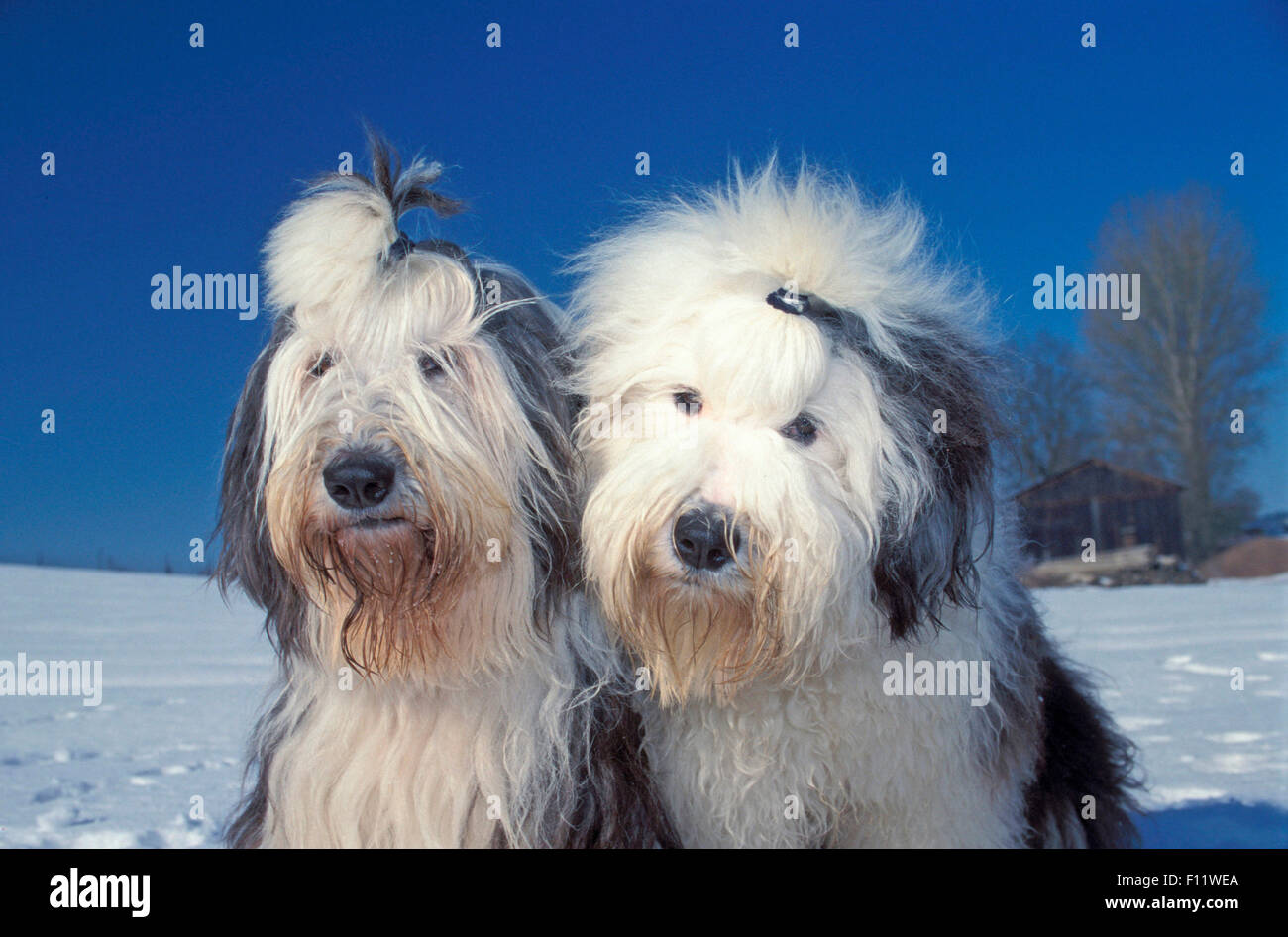 Old English Sheepdog zwei Erwachsene sitzen Schnee Stockfoto