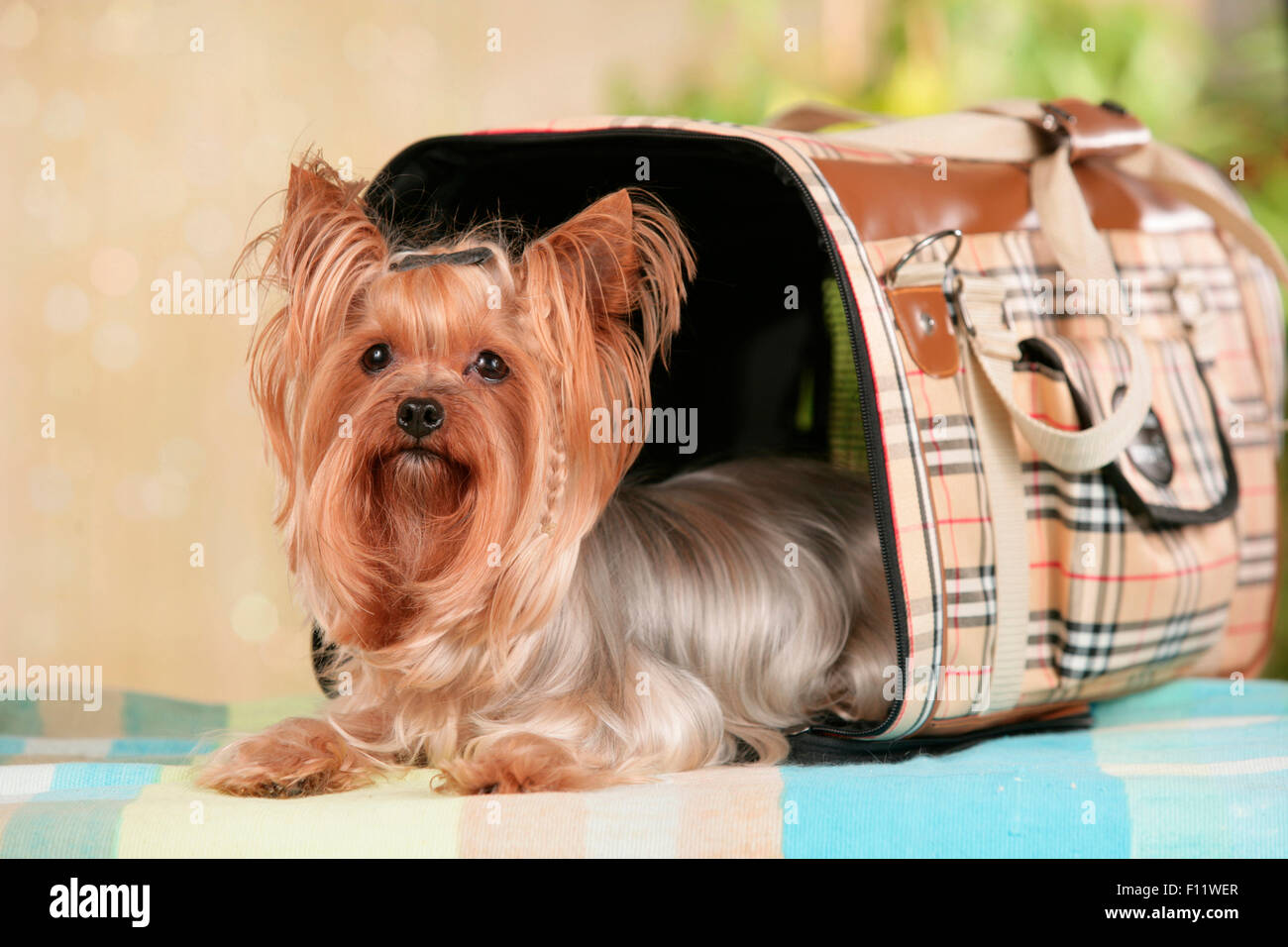 Mann mit einer Louis Vuitton Hundetasche und kleine Yorkshire-Terrier  Stockfotografie - Alamy