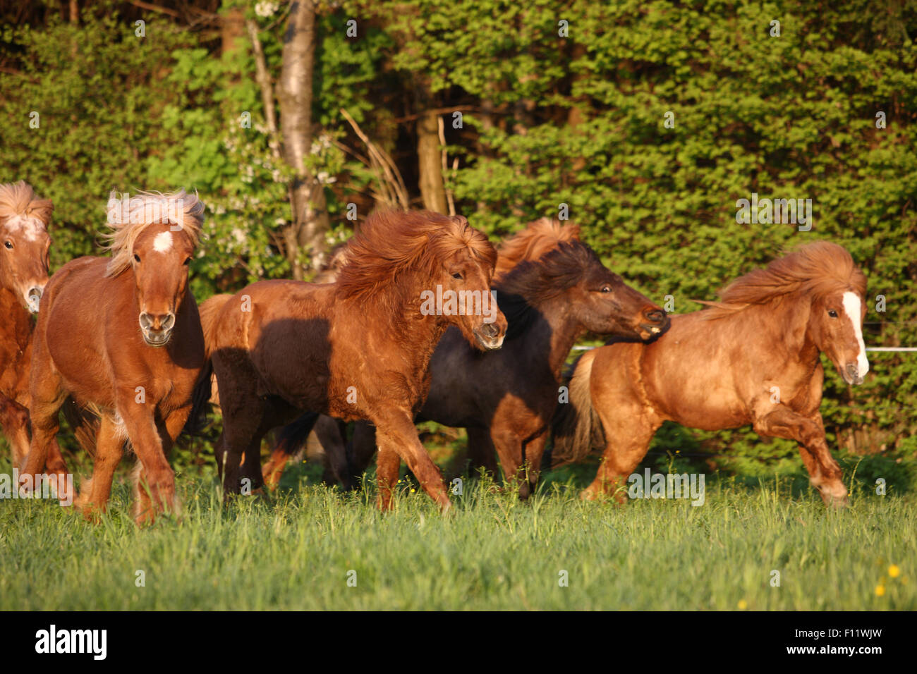 Isländisches Pferd Herde galoppierender Weide Österreich Stockfoto