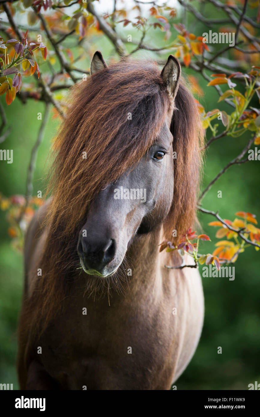 Isländisches Pferd Porträt Hengst Österreich Stockfoto