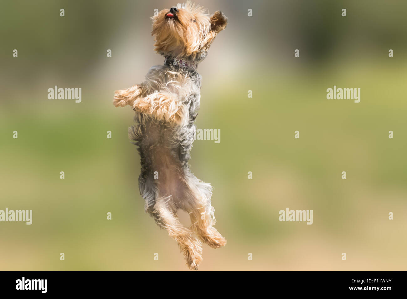 Yorkshire-Terrier, springen und fliegen mit der Zunge heraus. Stockfoto