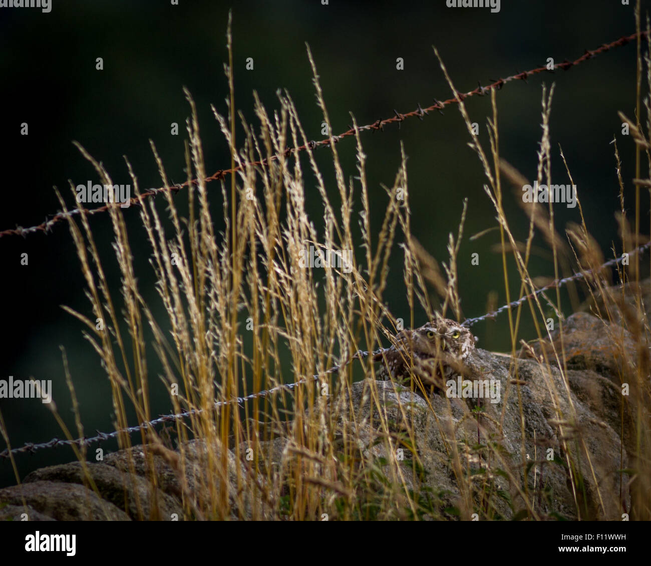 Britische Tierwelt: Kleine Eule (Athene noctua) versucht seine beste Tarnung - kannst du ihn tarnen sehen? Stockfoto