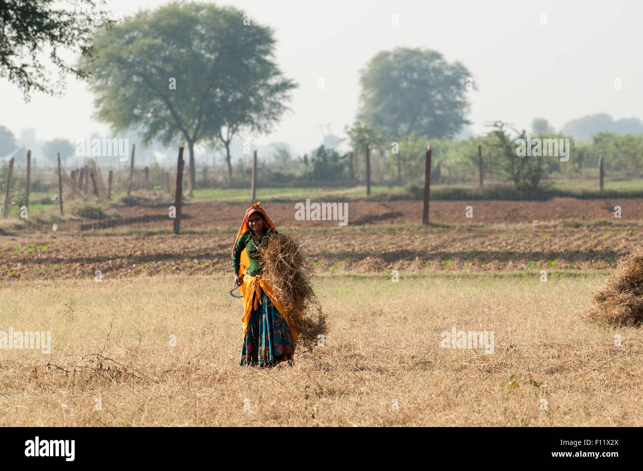 Sawai Madhopur, Rajasthan, Indien.  Lächelnde junge Frau in bunten Kleidern, die Ernte mit einer Sichel. Stockfoto