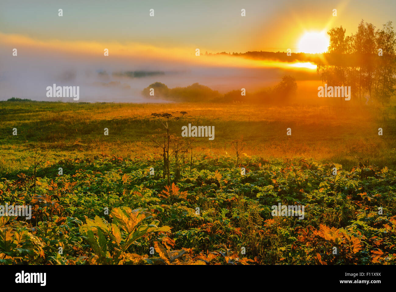 Malerischen Sonnenaufgang im Moskauer Gebiet. Sonne ist über dem nebligen Landschaft mit goldenen Strahlen. Stockfoto