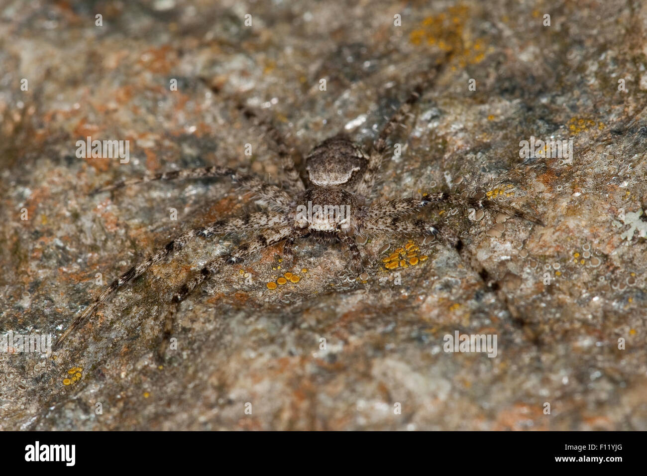 Philodromid Krabbenspinne, Tarnung, Laufspinne, Flachstrecker, Tarnung, Philodromus Margaritatus, Laufspinnen, Philodromidae Stockfoto