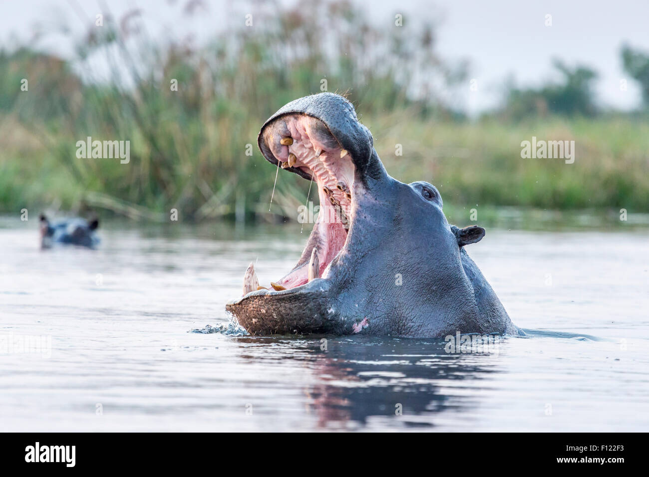 Flusspferd (Hippopotamus Amphibius) "Gähnen" in einem Pool in der Kwedi Reserve in das Okavango Delta, Botswana, Südafrika Stockfoto