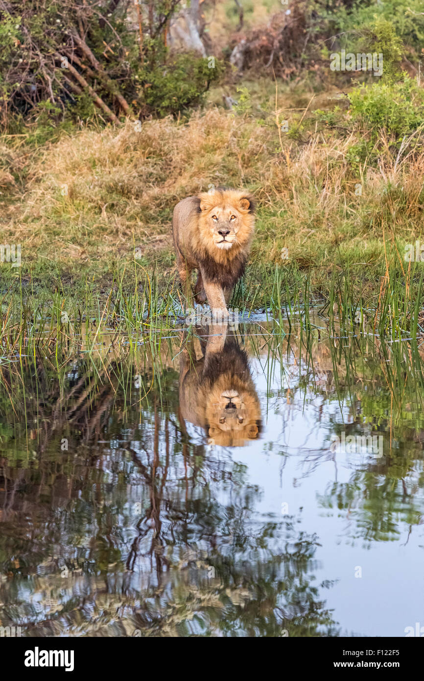 Löwe (Panthera Leo) Überquerung eines Flusses in den frühen Morgenstunden in Duba Reserve, Okavango Delta, Norden Botswana, Südafrika. Stockfoto