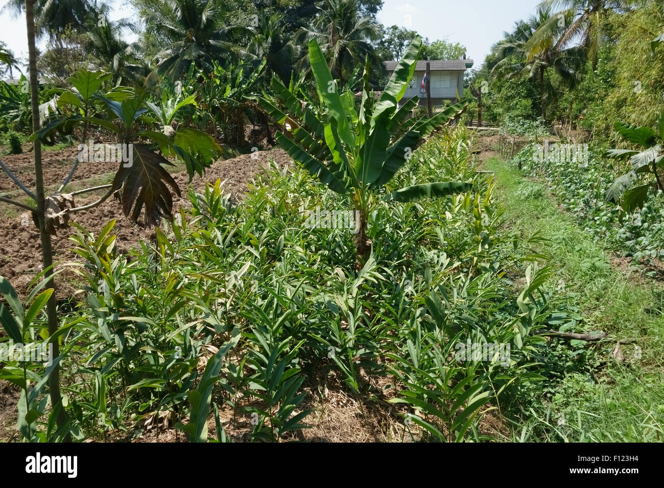 Ingwerwurzel intercropped mit Bananenstauden und Papaye auf erhöhte Gemüsebeete mit Bewässerungskanälen auf Koh Kret, Bangkok, Tha Stockfoto