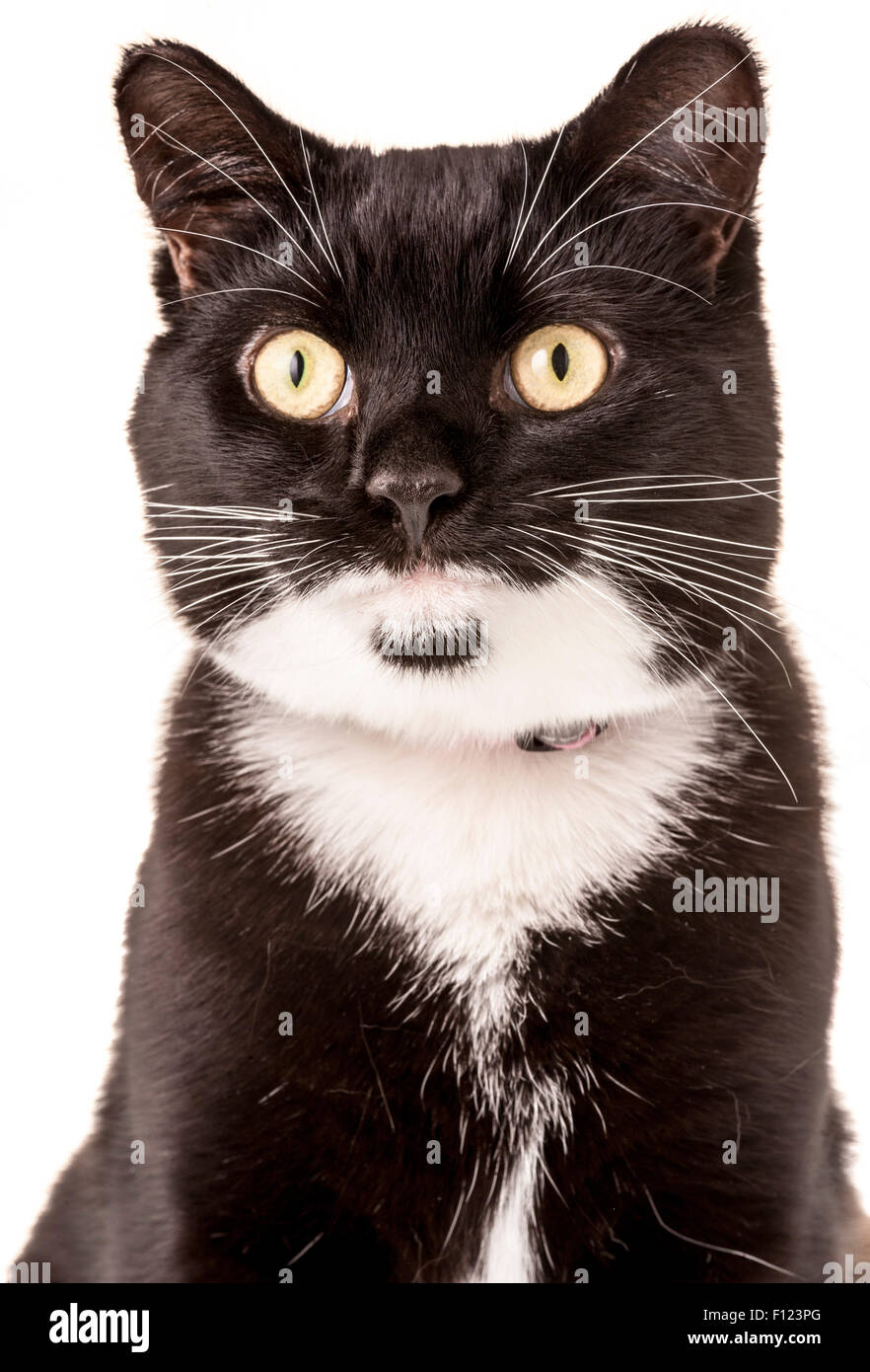 Kopf und Schultern Studioaufnahme von schwarzen und weißen Hauskatze. Stockfoto