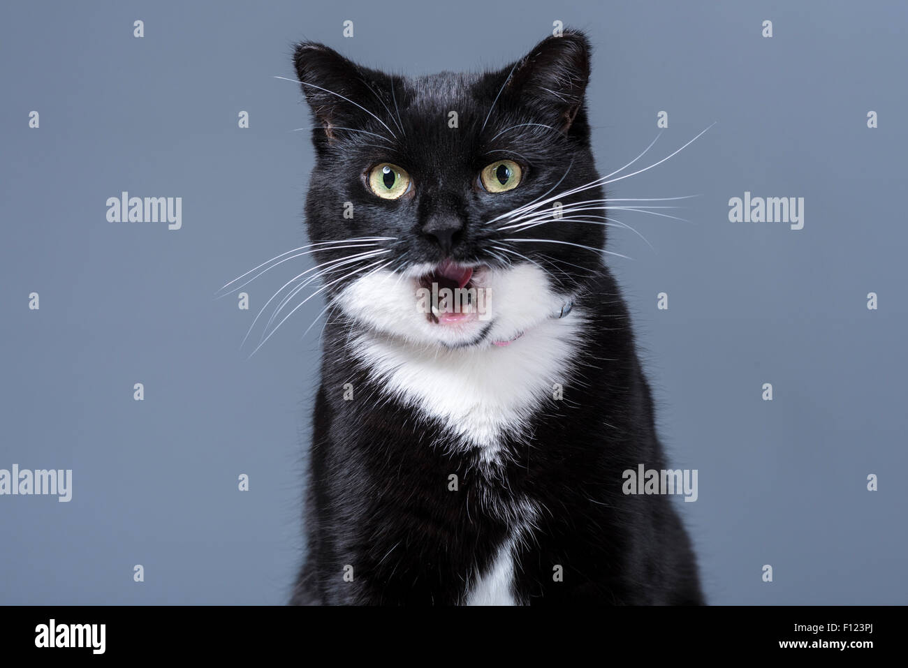 Kopf und Schultern Studioaufnahme von schwarzen und weißen Hauskatze Gähnen Stockfoto
