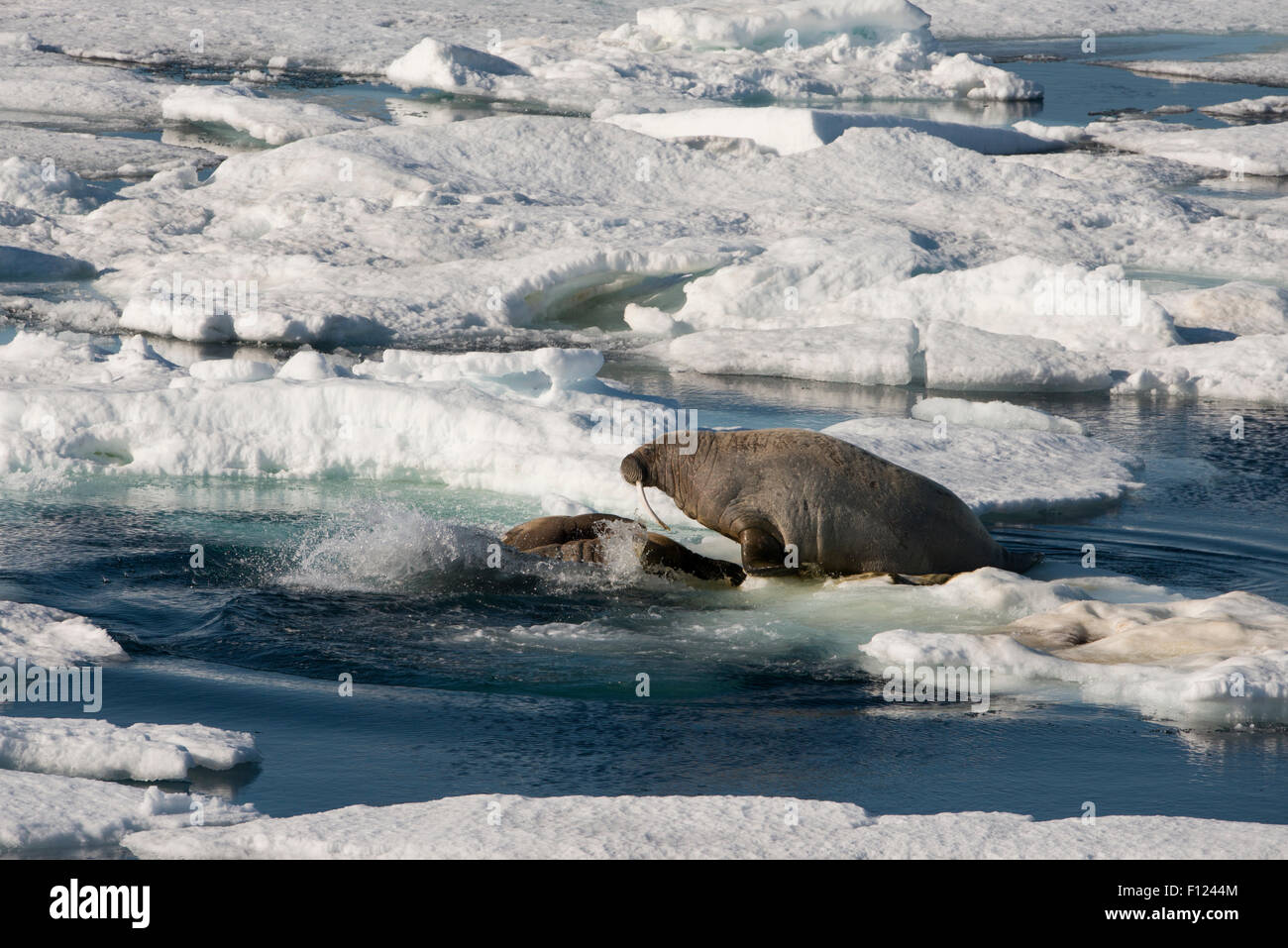 Norwegen, Barents-See, Svalbard, Sjuoyane, sieben Inseln. Nordost-Svalbard-Naturreservat. Walross (WILD: Odobenus Roamerus) Stockfoto